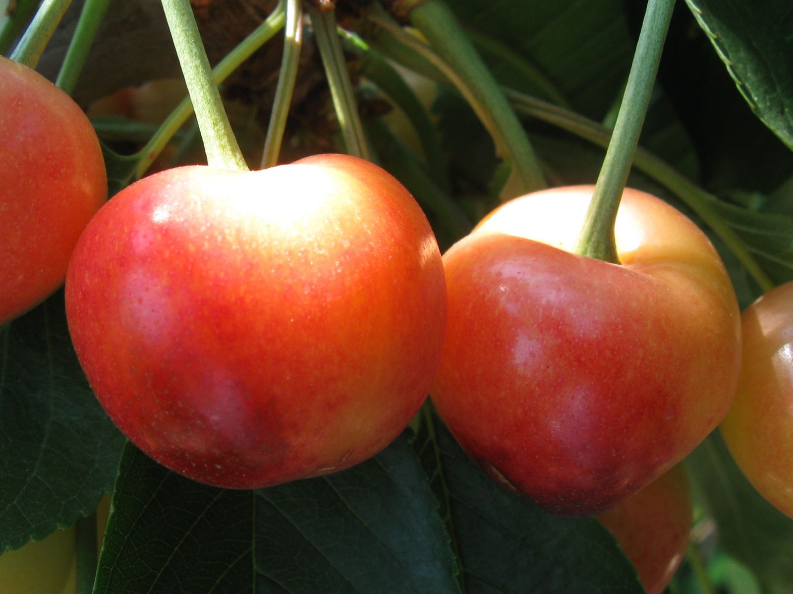 Cherry Varieties BC Tree Fruit Production Guide